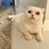 Ücretsiz sahiplendirme fotoğraf