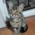 British shorthair-tekir karışımı 3 aylık ücretsiz