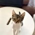 Sevgi dolu çok sağlıklı ve oyuncu bir kız fotoğraf