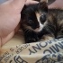 Çok acil yavru dişi kedi sokaktan fotoğraf