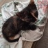 Çok acil yavru dişi kedi sokaktan fotoğraf