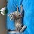 Pixie huzurlu evini ariyor fotoğraf