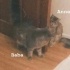 Pixie huzurlu evini ariyor fotoğraf