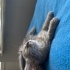Pixie huzurlu evini ariyor fotoğraf