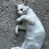 Sevecen oyuncu Van kedisi fotoğraf