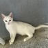 Sevecen oyuncu Van kedisi fotoğraf
