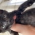 1 Aylık Siyah Dişi Yavru Kedi Acil Sahiplendirme (Kalıcı Ev) fotoğraf