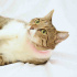 0534 216 08 72 VETERİNER KLİNİĞİNDEN AŞILI,ÇİPLİ,KISIR 9AYLIK KIZIM PINKY fotoğraf