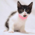 0534 216 08 72 VETERİNERDEN SMOKIN ÇOK UYUMLU 2.5 AYLIK İLK AŞILI OĞLUM MASKE fotoğraf