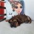 French Bulldog Yuva arıyoruz fotoğraf