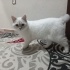 Zeus Acil ömürlük yuva arıyorum fotoğraf
