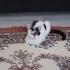 2 güzel çocuğa yuva fotoğraf