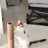 Sıcak yuvasını arayan minnoşlar