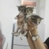 YAVRU KEDİLER YUVALARINI ARIYOR fotoğraf