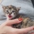 YAVRU KEDİLER YUVALARINI ARIYOR fotoğraf