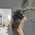 YAVRU KEDİLER YUVALARINI ARIYOR fotoğraf
