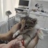 YAVRU KEDİLER YUVALARINI ARIYOR fotoğraf