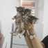 YAVRU KEDİLER YUVALARINI ARIYOR fotoğraf