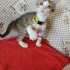Minik Prens yuva arıyor... fotoğraf