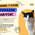 FIP'i yenen Benek 7 aydır yuva arıyor fotoğraf