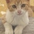 ACİL ACİL ACİL HARDAL YUVA ARIYOR