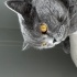 Ücretsiz sahiplendirme fotoğraf