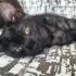 Ankara 3 aylık yavru siyam-tekir karma kedi kalıcı yuva arıyoruz (Zeytin) fotoğraf