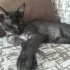 Ankara 3 aylık yavru siyam-tekir karma kedi kalıcı yuva arıyoruz (Zeytin) fotoğraf
