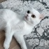 Ücretsiz sahiplendirme fotoğraf