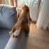 SEVİMLİ SARMANA YUVA ARIYORUZ fotoğraf