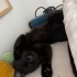 Çok oyuncu bir kedi 🥰🥰🥰