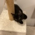 Çok oyuncu bir kedi 🥰🥰🥰 fotoğraf