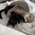 Çok oyuncu bir kedi 🥰🥰🥰 fotoğraf