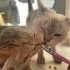 Sokaktan Kurtarılan 2 Scottish Yavru Kedi fotoğraf