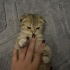 Sokaktan Kurtarılan 2 Scottish Yavru Kedi fotoğraf
