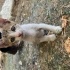 Sakin, cana yakın, minik, güçlü bir erkek kedi fotoğraf