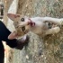 Sakin, cana yakın, minik, güçlü bir erkek kedi fotoğraf
