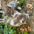 Sakin, cana yakın, minik, güçlü bir erkek kedi fotoğraf