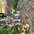 Kucak delisi, sevecen, minik bir fındık kurdu fotoğraf