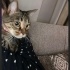 FINDIK 4 Yasında kısır Dişi kedi fotoğraf