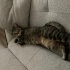 FINDIK 4 Yasında kısır Dişi kedi fotoğraf