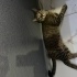FINDIK 4 Yasında kısır Dişi kedi fotoğraf