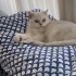 British Shorthair Sevgili Kedimizi Sahiplendirmek İstiyoruz fotoğraf