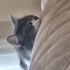 Dişi kısır 1.5 yaşında melez kedi fotoğraf