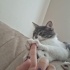 Dişi kısır 1.5 yaşında melez kedi fotoğraf