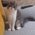 Dişi kısır 1.5 yaşında melez kedi fotoğraf