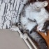 Dişi kısır 1.5 yaşında melez kedi fotoğraf