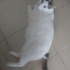 5 Yaşında Erkek Uysal Kedi