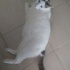 5 Yaşında Erkek Uysal Kedi fotoğraf