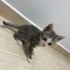 Minik Patiler yuva arıyor (2 dişi,1 erkek) fotoğraf